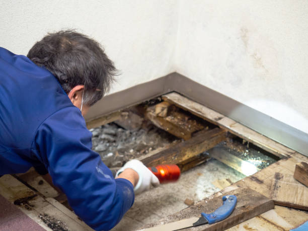 Home Mold Removal in Moosup, CT