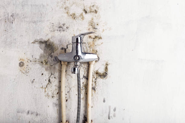 Best Mold Removal Company Near Me  in Moosup, CT
