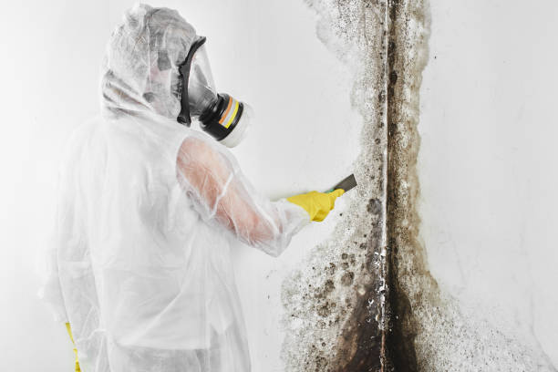 Best Same-Day Mold Removal  in Moosup, CT