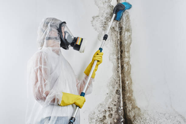Best Best Mold Removal Companies  in Moosup, CT