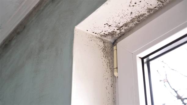 Best Mold Damage Repair  in Moosup, CT