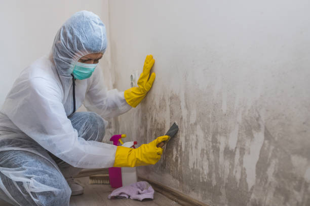 Best Attic Mold Removal  in Moosup, CT