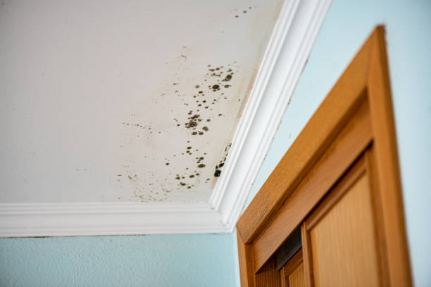 Best Mold Testing  in Moosup, CT