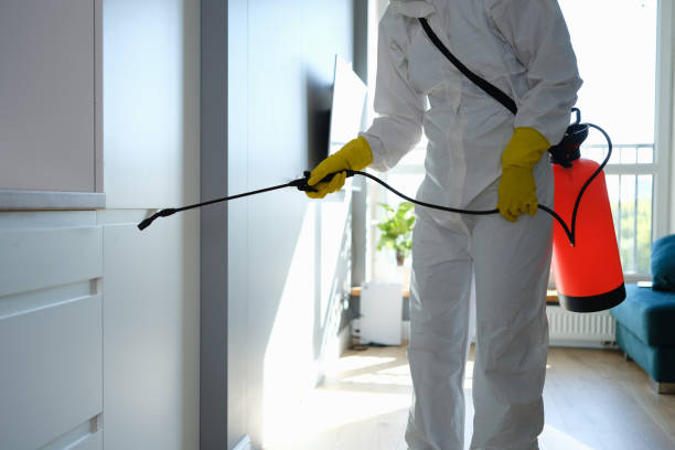 Best Best Mold Removal Companies  in Moosup, CT