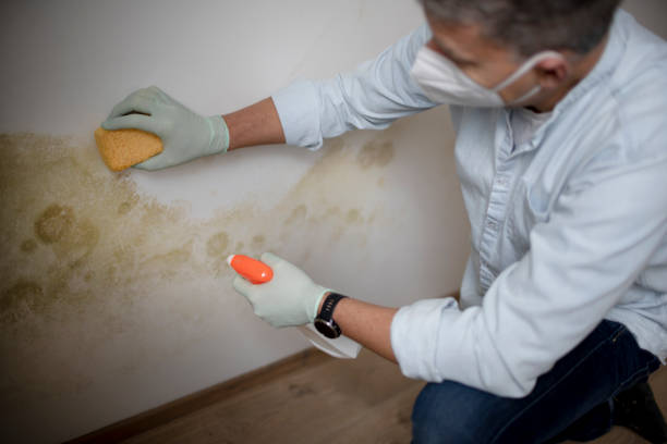 Best Professional Mold Removal  in Moosup, CT