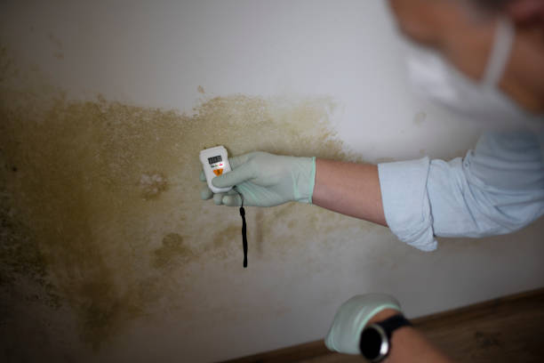 Best Crawl Space Mold Removal  in Moosup, CT