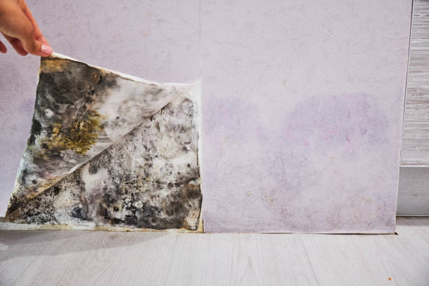 Best Fast Mold Removal  in Moosup, CT